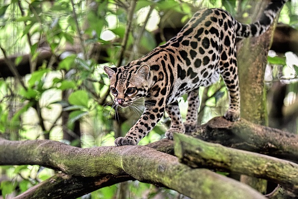Le Margay, felin du Costa Rica, peninsule de Osa, parc national de Corcovado. Voyage sur mesure au Costa Rica
