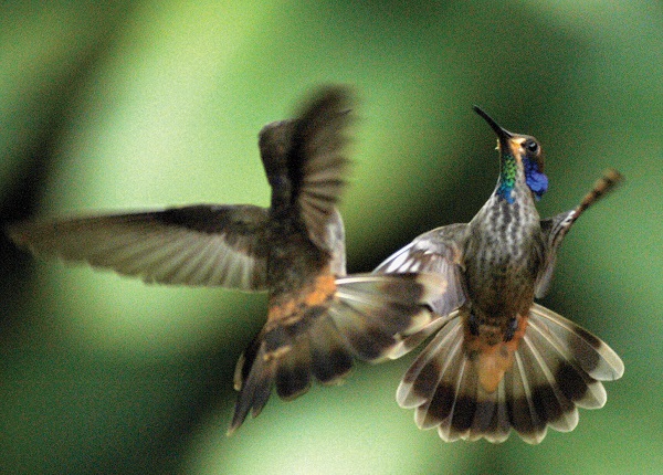 Couple de colibris, Costa Rica. Sejour sur mesure de luxe au Costa Rica