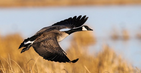 Octobre, arrivée des oiseaux migrateurs. Canard canadien dans le refuge de Cano Negro. 
