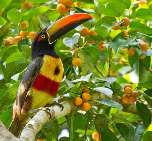 Toucancilllo, sejour sur mesure au Costa Rica