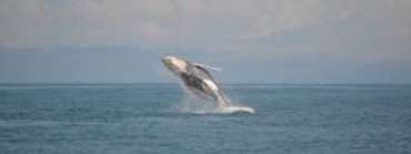 Baleine a bosses dans le parc national Marino Ballena