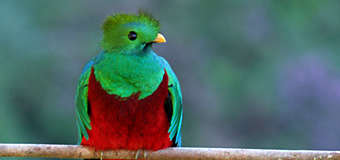 L'oiseau quetzal resplendissant