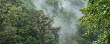 La foret nuageuse de Monteverde