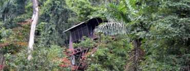 Voyage sur Mesure Costa Rica - Agence locale Française, Chambre dans les arbres au Maquenque Eco lodge, Boca Tapada, Costa Rica