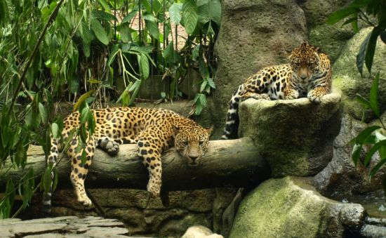 jaguar au Peace lodge waterfall gardens
