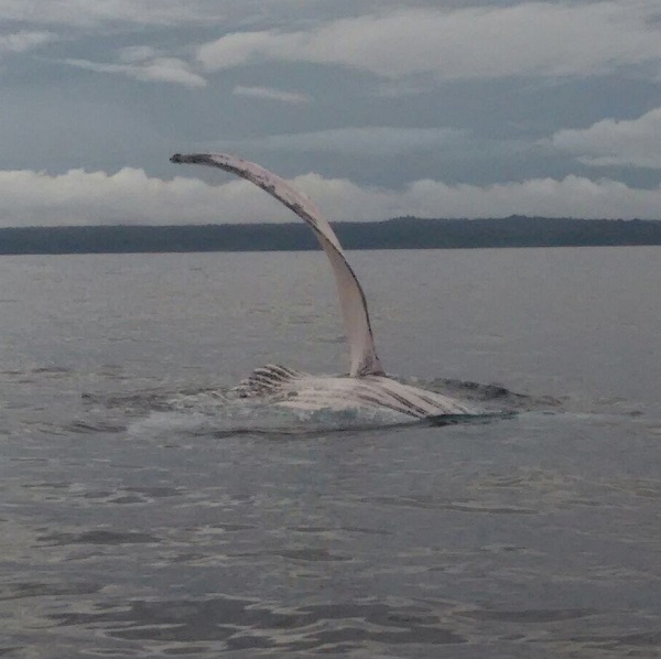 Les baleines a bosses au Costa Rica, Parc national Marino Ballena, Drake Bay, 