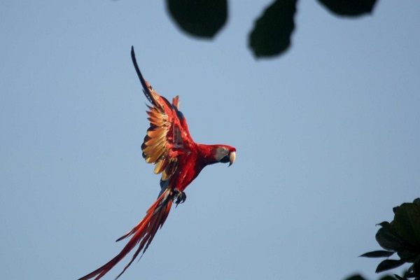 Circuit aventures au Costa Rica, Ara Macaw cote Pacifique. Voyage sur mesure