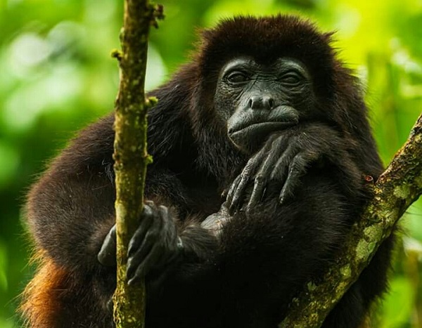 Les singes au Costa Rica, le singe hurleur, voyage sur mesure au Costa Rica