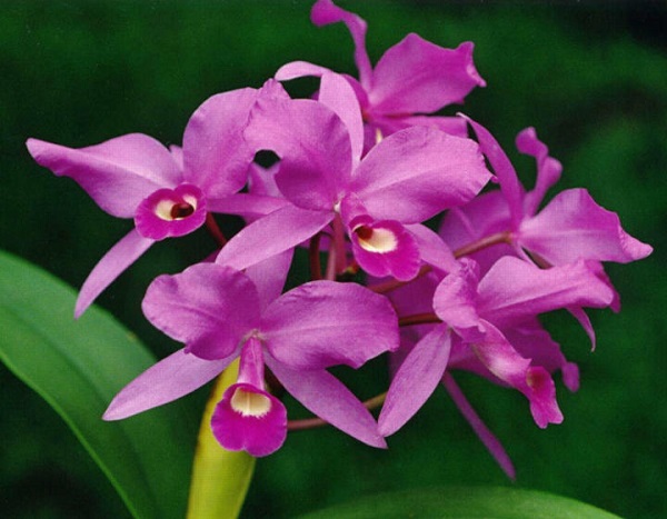 Huit bonnes raisons de se rendre au Costa Rica orchidée Guardia Morada, emblème du Costa Rica