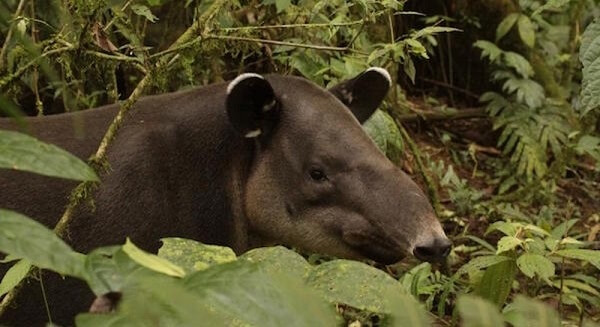 Le Tapir une rencontre magique pendant des vacances sur mesure ou a la carte au Costa Rica.