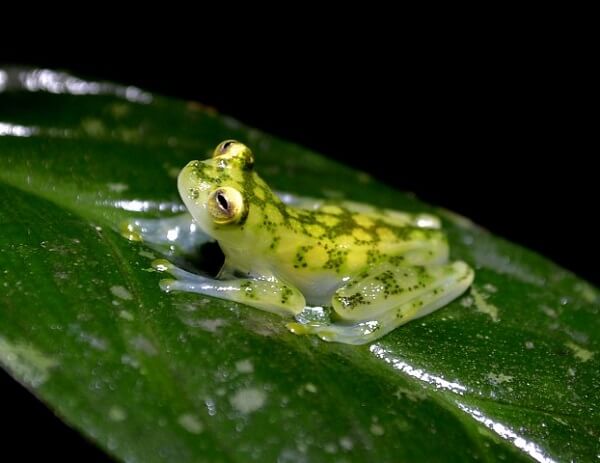 Grenouille de verre ou Fleischman glass frog, vacances sur mesure au Costa Rica