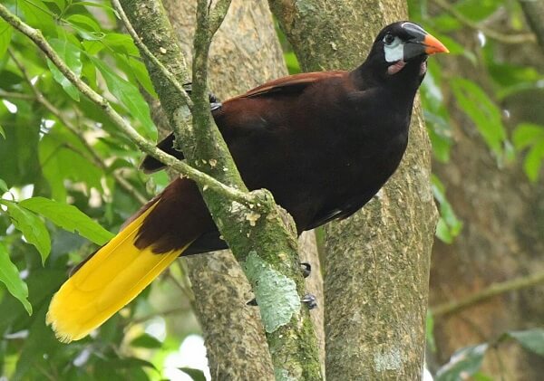 Oropendola, faune du Costa Rica dans la région du volcan Arenal, le Costa Rica avec un voyage sur mesure, agence locale française depuis 25 ans.