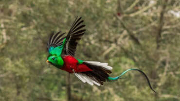 Le parc national des quetzals, Costa Rica.