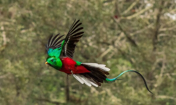 Le parc national des quetzals, Costa Rica.