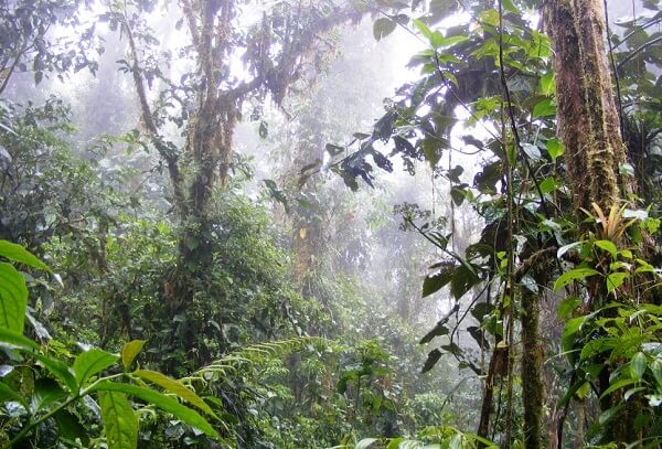 Le parc national Braulio Carrillo au Costa Rica, foret humide. Voyage et vacances sur mesure avec une agence réceptive locale. 