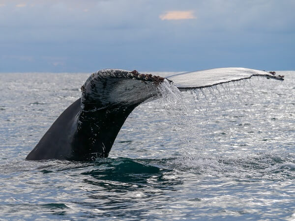 Marina Ballena au Costa Rica, les baleines a bosses. Voyage sur mesure au Costa Rica