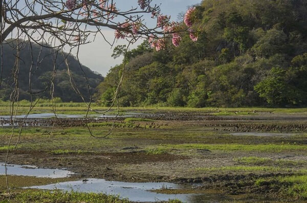 La zone protégée du parc national du Palo Verde, voyage à la carte au Costa Rica, 