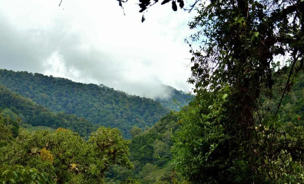 Le parc national des Quetzals, La forêt tropicale primaire de San Gerardo de Dota, vacances sur mesure Costa Rica. 