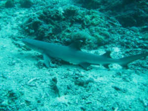 activités excursions visites costarica, plongée sous-marine aux Iles Catalina