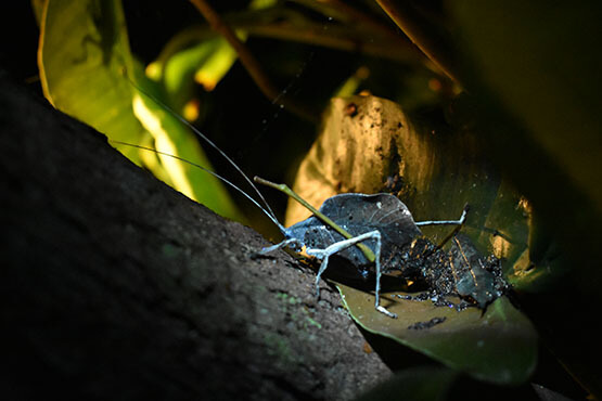 Observations nocturnes a Monteverde