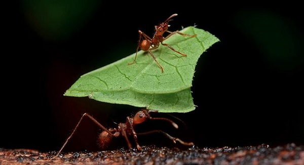 Les fourmis parasol du Costa Rica