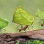 Les fourmis parasol au Costa Rica