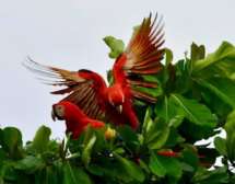 Faune et flore du Costa Rica, aras macaw