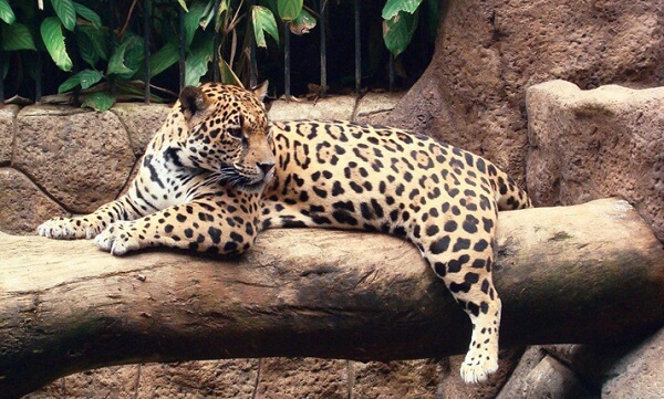 Le Waterfall Gardens et son refuge d’animaux. Un Jaguar