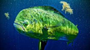 activités excursions visites costarica, pêche en mer au Costa Rica