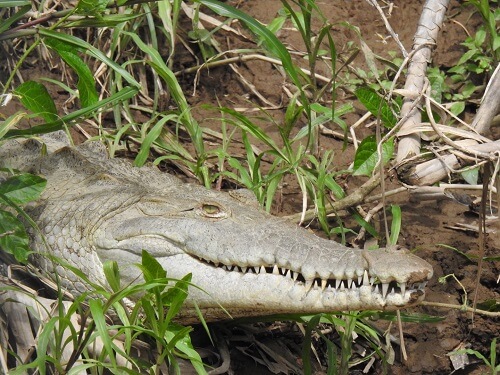 Boca Tapada, Nord caraïbe, Crocodile au Maquenque Lodge, Costa Rica, vacances exclusives au Costa Rica
