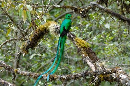 L’oiseau Quetzal au Savegre lodge