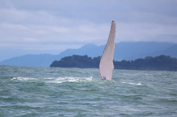 Nageoire d'une baleine à bosses au large de Drake bay, péninsule de Osa