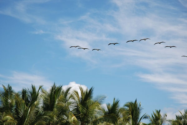 Vol de pélicans playa Palo Seco, Parrita, Manuel Antonio. Séjour sur mesure au Costa Rica