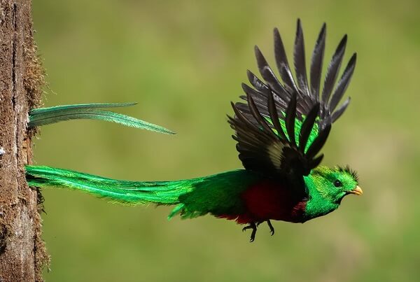 Le quetzal resplendissant dans la région de San Gerardo de Dota, vacances sur mesure au Costa Rica