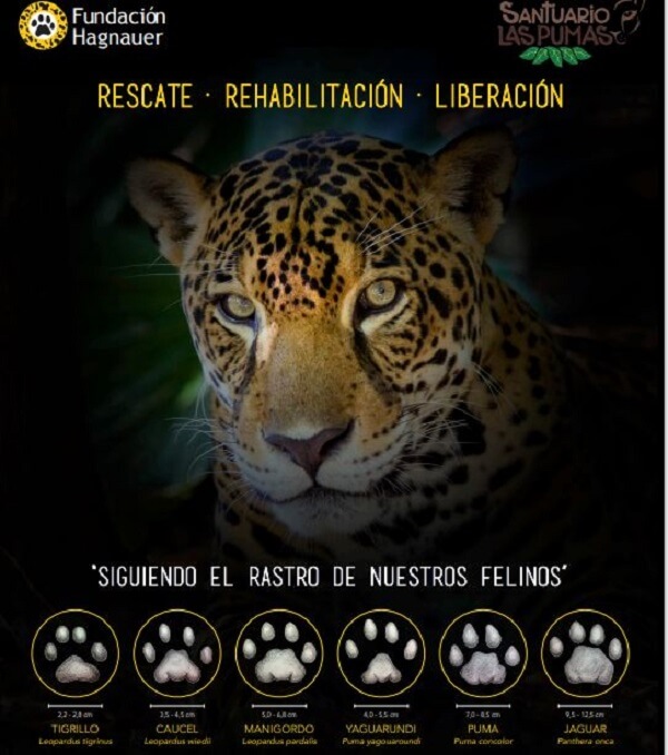 Les empreintes des félins, Les refuges d’animaux sauvages, Las Pumas dans le Guanacaste, Rio Corobici, séjour sur mesure
