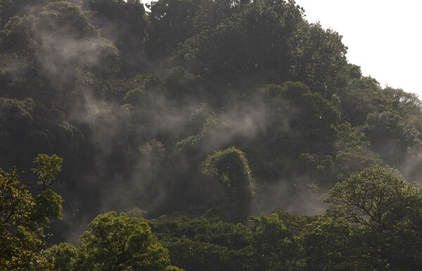 La foret nuageuse de la réserve de Monteverde au Costa Rica. Partir et voyager au Costa Rica avec une agence receptive locale francaise