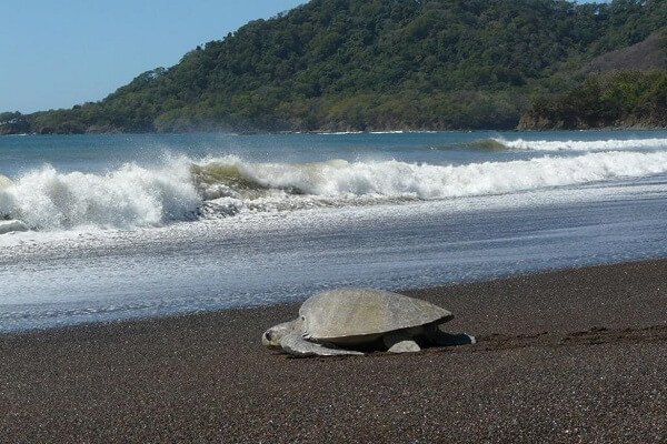 Playa Camaronal un lieu peu connu ou les tortues marines viennent pondre. Voyage sur mesure au Costa Rica