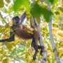 Les singes du Costa Rica, quatre especes.