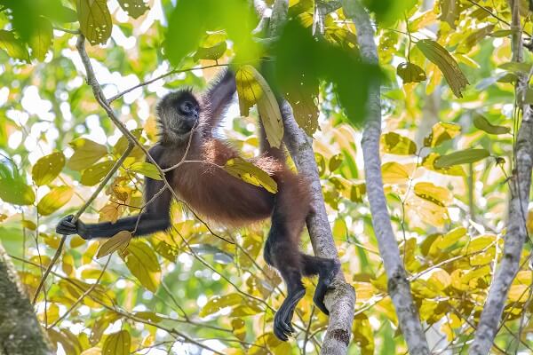 Les singes du Costa Rica, quatre especes.