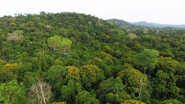 Chambres dans les arbres au Maquenque Eco lodge, Boca Tapada, Costa Rica. Sejour découverte de la nature, de la flore et de la faune. Voyage d’exception au Costa Rica