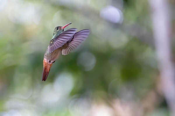 Colibri, ariane a ventre gris, sejour sur mesure au Costa Rica