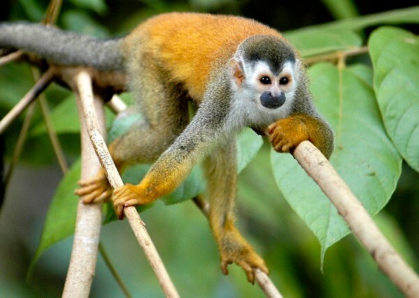 Voyage au Costa Rica, singe Mono Titi dans la région du parc national de Manuel Antonio