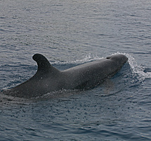 Orque commun dans le parc Marino Ballena, Uvita, Costa Rica, voyage en famille au Costa Rica