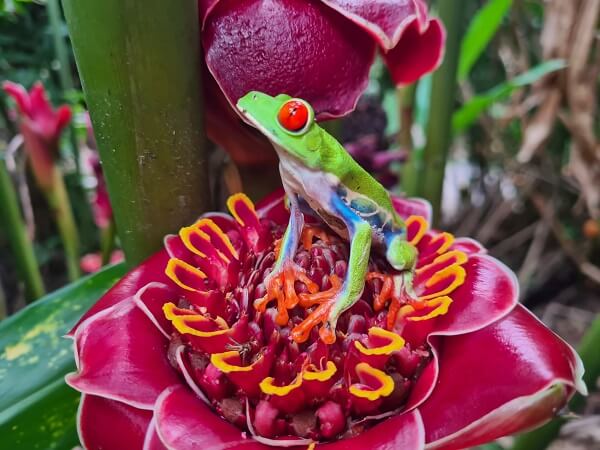 Grenouille « la rainette aux yeux rouges » très commune dans les régions du Costa Rica de basse altitude chaudes et humides comme sur le versant caraïbe. Voyage au Costa Rica
