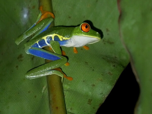 La rainette au yeux rouges. La star des amphibiens du Costa Rica. A Tortuguero, Boca Tapada et l’ensemble du versant caraïbe.