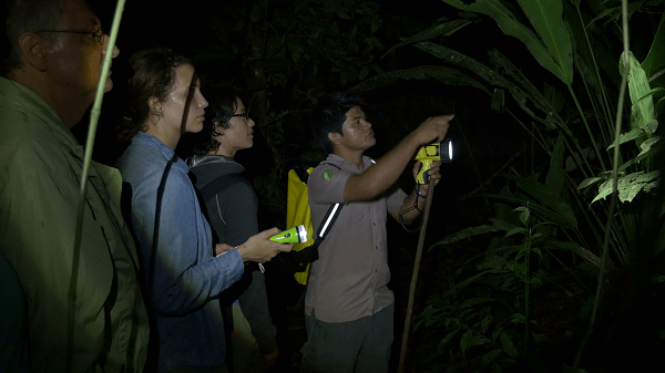 Les observations nocturnes au Costa Rica. Sejour découverte de la flore et de la faune