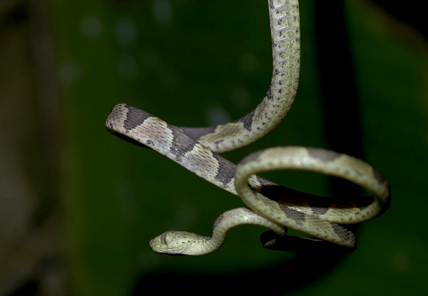 Boa commun dans la forêt tropicale du Costa Rica. Sejour sur mesure au Costa Rica