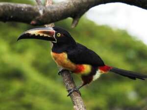 Toucancillo, toucan. Voyager au Costa Rica.