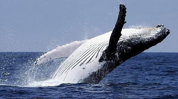 Voyager au Costa Rica, découvrir le parc Marino Ballena et observer les baleines à bosses. Partir au Costa Rica a Uvita, Dominical, Manuel Antonio et Drake Bay