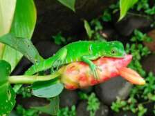 Gecko vert au Costa Rica. Faune du Costa Rica